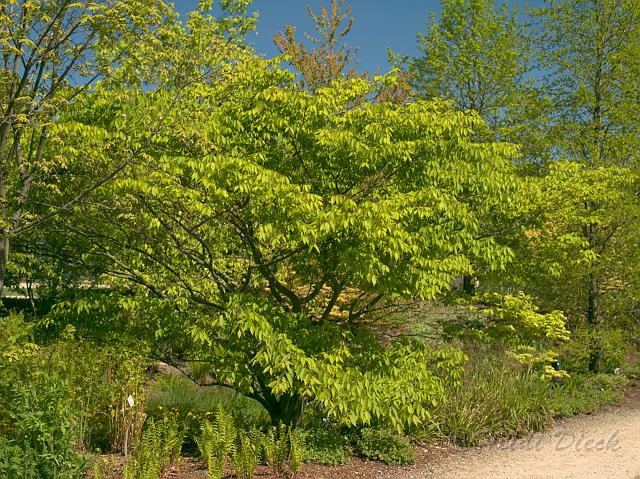 Zelkova serrata.jpg - ASCII